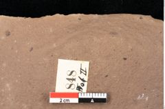 Foto (Detailsansicht) von Quercus palaeoilex Ettingshausen (NHMW-GEO-2024-0188-0848)